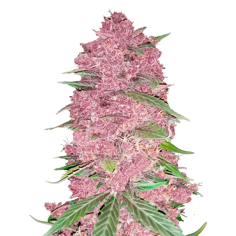 Fast Buds Purple Lemonade | Automatik | 3 Samen