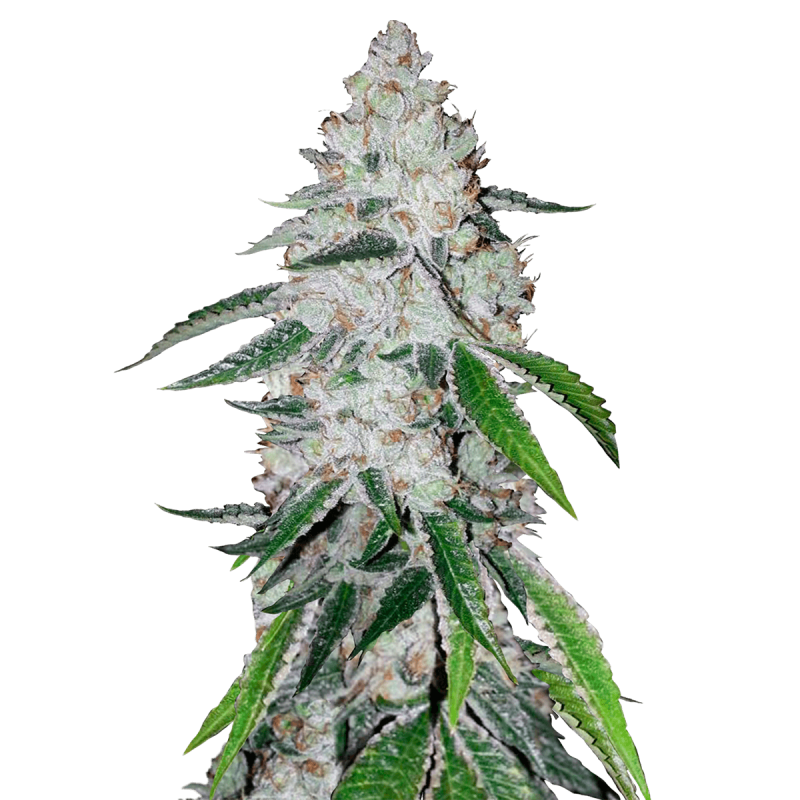 Fast Buds West Coast OG | Automatik | 3 Samen