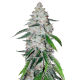 Fast Buds West Coast OG | Automatik | 3 Samen
