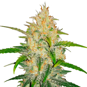 Fast Buds Zkittlez | Automatik | 3 Samen