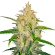 Fast Buds Zkittlez | Automatik | 3 Samen