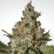 Paradise Seeds Acid  -  Feminisiert  -  10 Samen