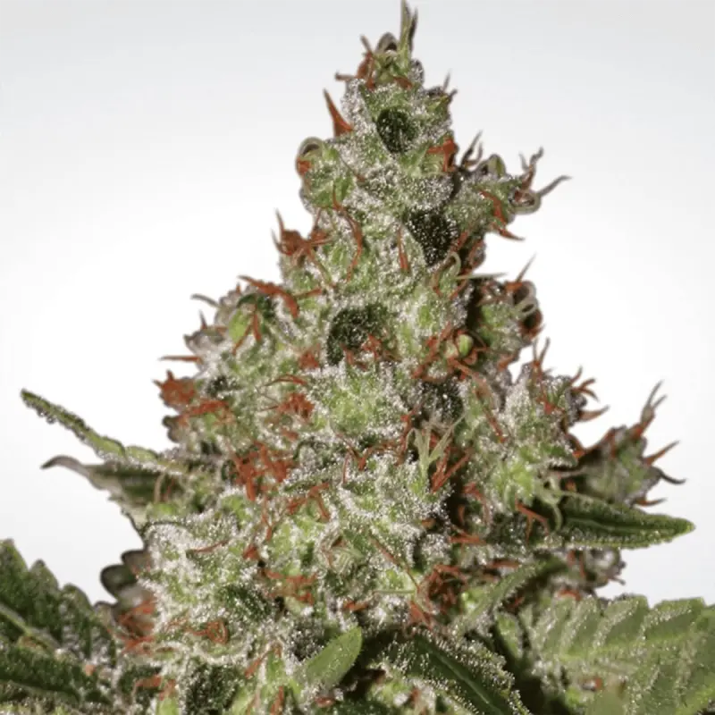 Paradise Seeds Acid - Feminized - 5 seeds