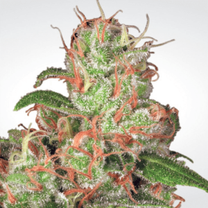 Paradise Seeds Auto Acid  -  Automatik  -  10 Samen