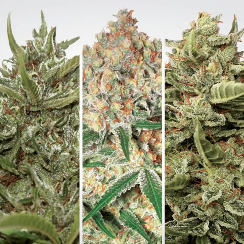 Paradise Seeds Auto Collection Pack #1 - Automatic - 6 seeds