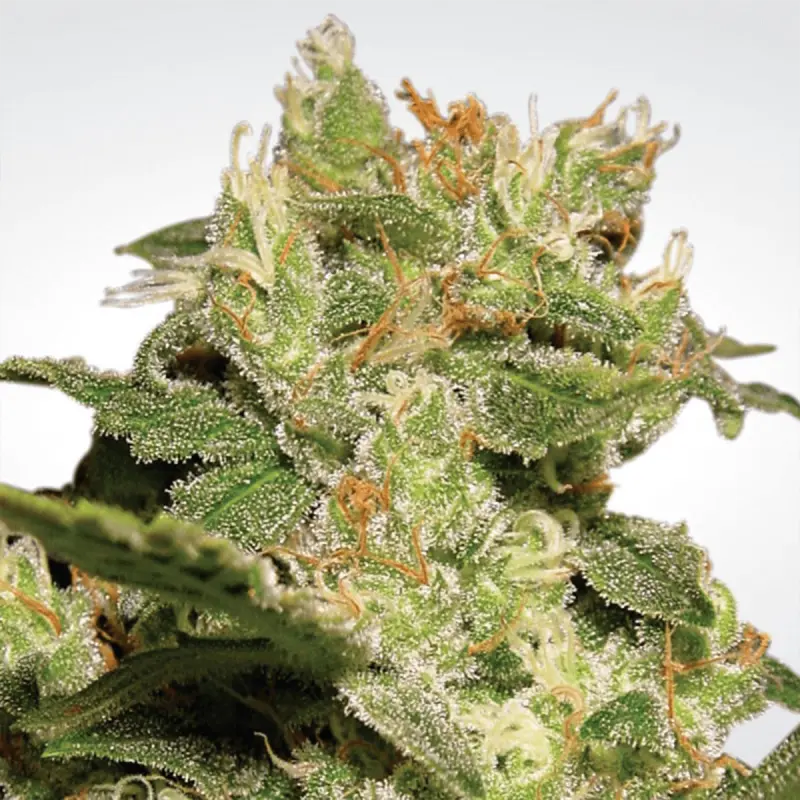 Paradise Seeds Auto Jack - Automatic - 10 seeds