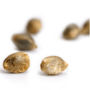 Paradise Seeds Auto Kong 4  -  Automatik  -  10 Samen