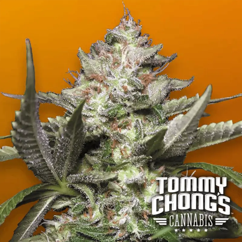 Paradise Seeds Auto Kong 4 - Automatic - 5 seeds