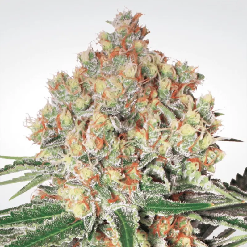 Paradise Seeds Auto Wappa - Automatic - 5 seeds