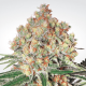 Paradise Seeds Auto Wappa  -  Automatik  -  5 Samen