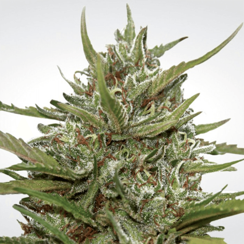 Paradise Seeds Auto White Berry  -  Automatik  -  10 Samen