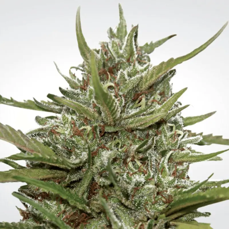 Paradise Seeds Auto White Berry - Automatic - 10 seeds