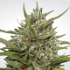 Paradise Seeds Auto White Berry  -  Automatik  -  10 Samen