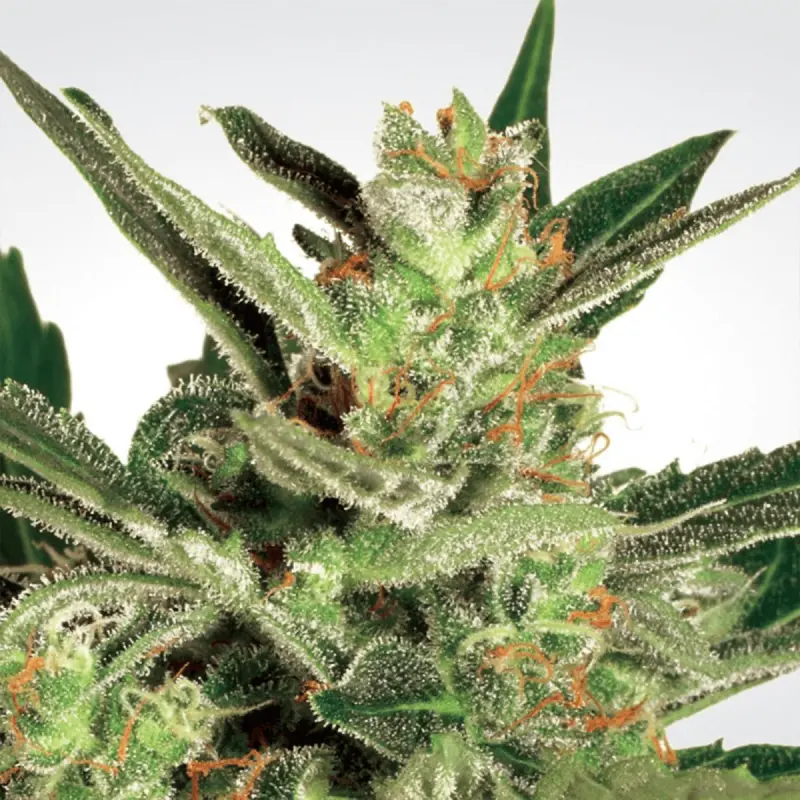 Paradise Seeds Automaria II - Auto - 10 pieces -...