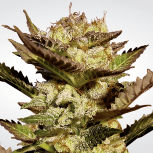 Paradise Seeds Durga Mata | Feminisiert | 10 Samen
