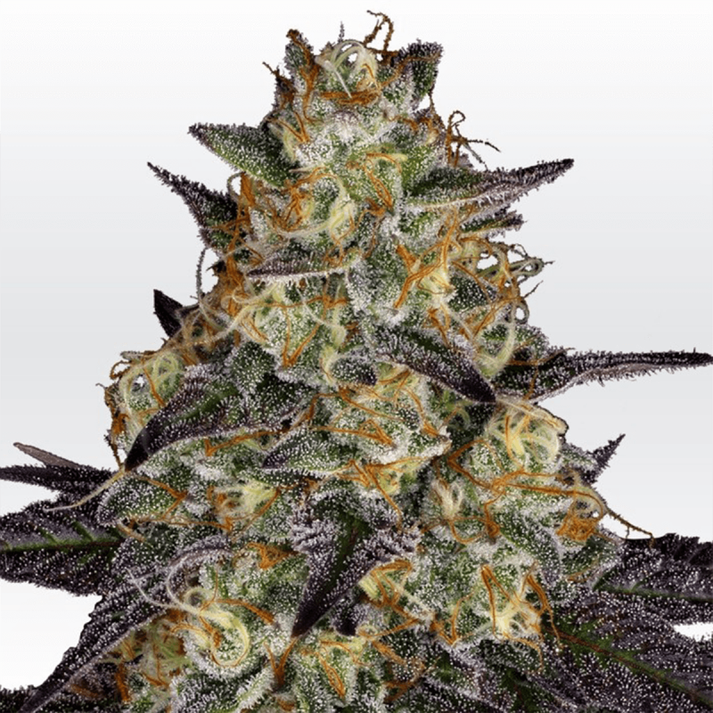 Paradise Seeds El Dorado OG | Feminisiert | 10 Samen