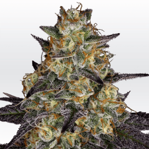 Paradise Seeds El Dorado OG | Feminisiert | 5 Samen