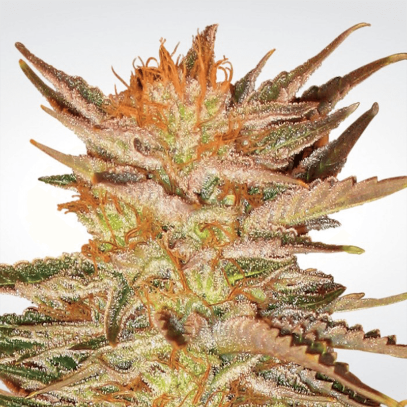 Paradise Seeds Ice Cream | Feminisiert | 10 Samen