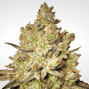 Paradise Seeds Jacky White | Feminisiert | 10 Samen