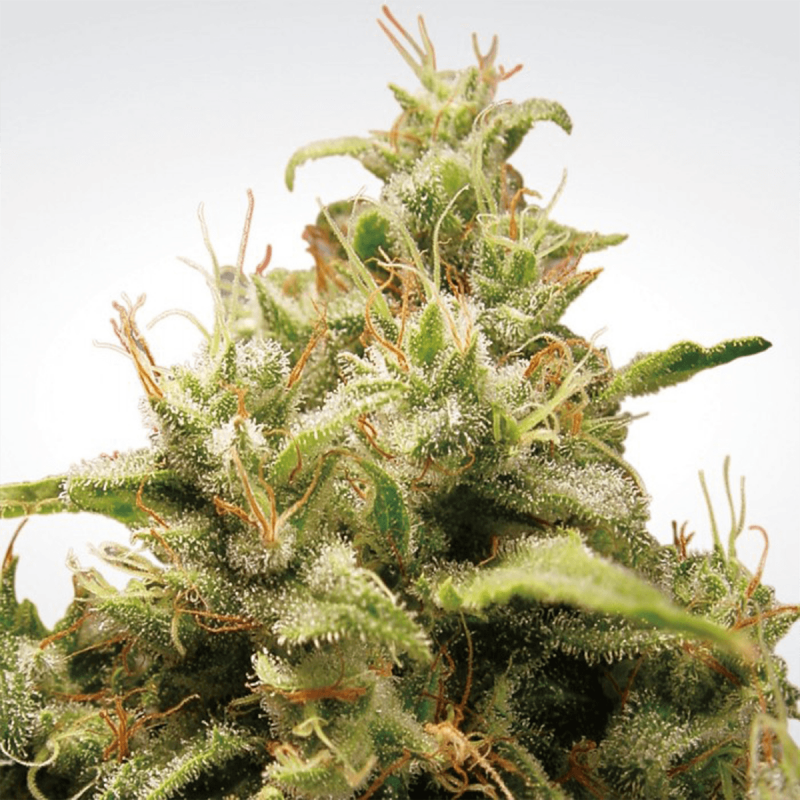 Paradise Seeds Opium | Feminisiert | 10 Samen