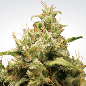 Paradise Seeds Opium | Feminisiert | 10 Samen