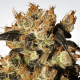 Paradise Seeds White Berry | Feminisiert | 5 Samen